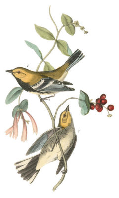 John James Audubon - Black-throated Green Wood-Warbler