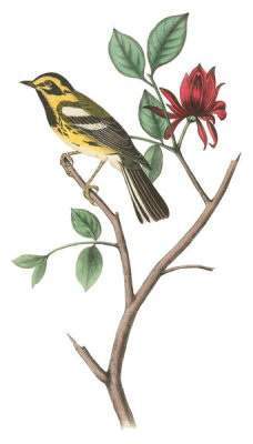 John James Audubon - Townsend's Wood-Warbler