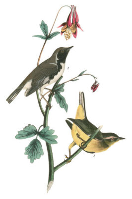John James Audubon - Black-throated Blue Wood-Warbler