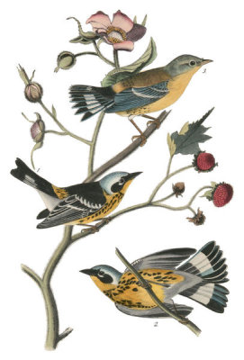 John James Audubon - Black & yellow Wood-Warbler