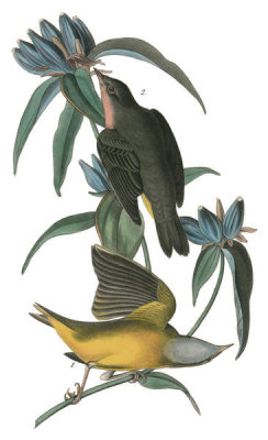 John James Audubon - Connecticut Warbler