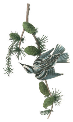 John James Audubon - Black-and-white Creeping-Warbler