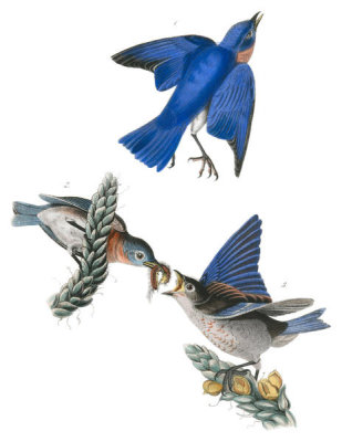 John James Audubon - Common Blue Bird