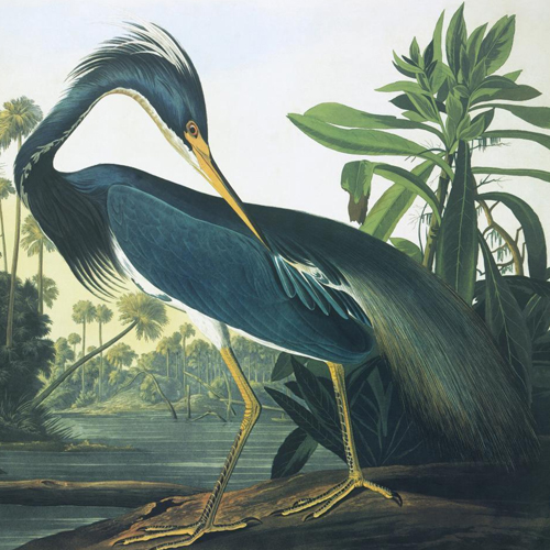 John James Audubon, Louisiana Heron