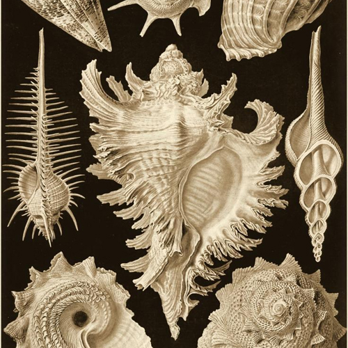 Ernst Haeckel, Haeckel Nature Illustrations: Gastropods - Sepia Tint