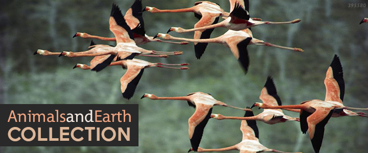 Animals and Earth