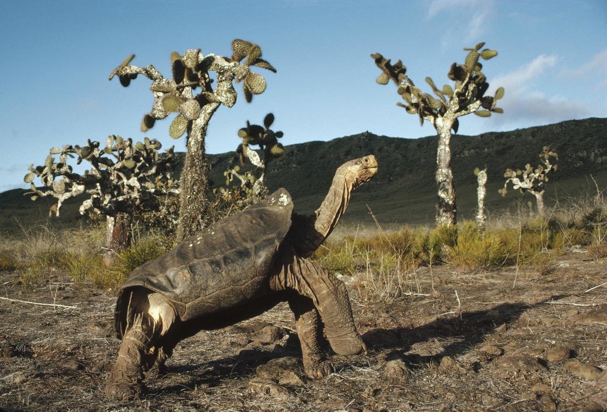 Galapagos Giant Tortoise Opuntia cacti, Galapagos Islands, Ecuador by