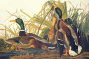 John James Audubon - Mallard Duck