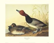 John James Audubon - Red-Headed Duck (decorative border)