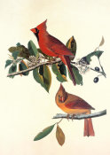 John James Audubon - Cardinal Grosbeak