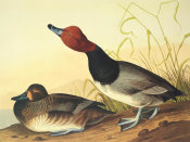 John James Audubon - Red-Headed Duck