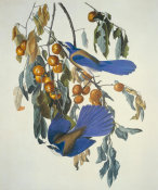 John James Audubon - Florida Jay