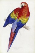Edward Lear - Red and Yellow Maccaw