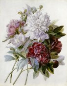 Pierre Joseph Redoute - A Bouquet of Red, Pink and White Peonies