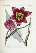 H.G.L. Reichenbach - Tulipa Praecox