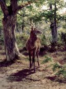 Rosa Bonheur - Stag On Alert, In Wooded Clearing