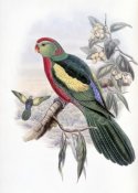 John Gould - Beautiful King Parrot