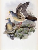 John Gould - Branded Pigeon