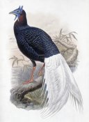 John Gould - Bulwer's Pheasant