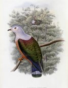 John Gould - Finsch's Fruit-Pigeon