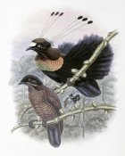 John Gould - Lawe's Bird of Paradise