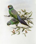 John Gould - Mrs. Layard's Parakeet