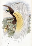 John Gould - Papuan Bird of Paradise
