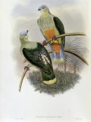 John Gould - Richard's Fruit-Pigeon