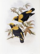 John Gould - Robertson's Starling