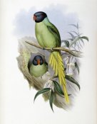John Gould - Slaty-Headed Parakeet