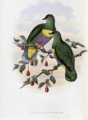 John Gould - Solomon-Island Fruit-Pigeon