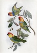 John Gould - Southern Ring Perroquet