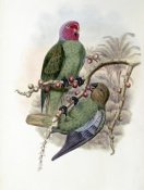 John Gould - Tenimber Parrot