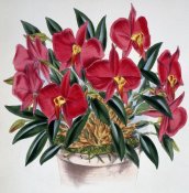 Samuel Jennings - Sophronitis Grandiflora