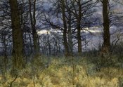 William Fraser Garden - The Woods at Dusk