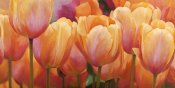 Luca Villa - Summer Tulips
