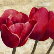 Cynthia Ann - Red Tulips II