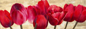 Cynthia Ann - Red Tulips