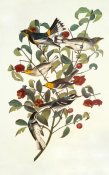 John James Audubon - Audubon's Warbler