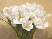 Leonardo Sanna - Tulipes Blanches