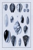 G.B. Sowerby - Shells: Convoltae and Orthocerata (Blue)