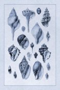 G.B. Sowerby - Shells: Sessile Cirripedes #3 (Blue)