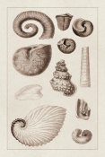 G.B. Sowerby - Shells: Ammonacea (Sepia)