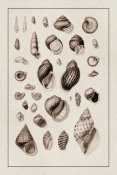 G.B. Sowerby - Shells: Sessile Cirripedes #2 (Sepia)