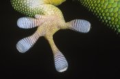 Ingo Arndt - Madagascar Day Gecko underside detail of foot