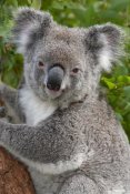 Ingo Arndt - Koala, Australia