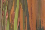 Ingo Arndt - Gum Tree bark detail, Costa Rica