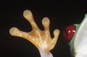 Ingo Arndt - Red-eyed Tree Frog detail of foot and eye