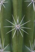 Ingo Arndt - Cactus spines, Saguaro National Park, Arizona
