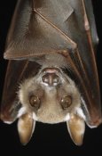 Ingo Arndt - Buettikofer's Epauletted Bat close up of face